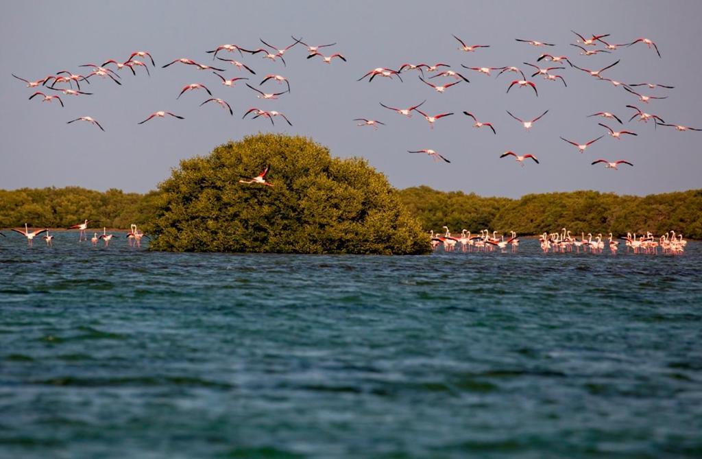Flamingo Beach Hotel Umm al-Quwain Exterior photo